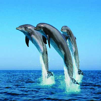 Dolphin Tour