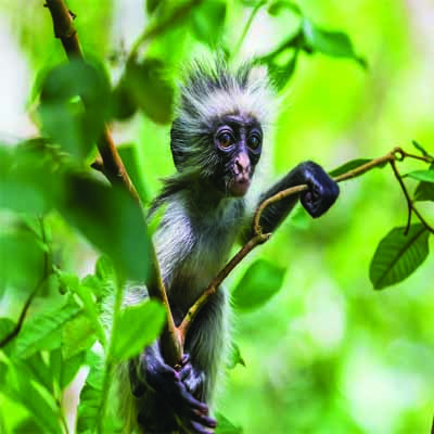 Arusha National Park